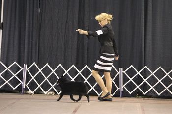 Legend's side gate being shown by Denise Fontanetta at the SCA National Specialty in Lancaster, PA.
