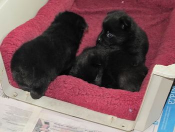 Little litter mates Cally, Reggie and Sonnet.
