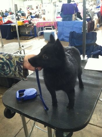 "Cally" Mardecks Musically Inspired. Bred by Marnie Layng and owned by Mary Hare. Shown on the table at her first dog show. Yeah.
