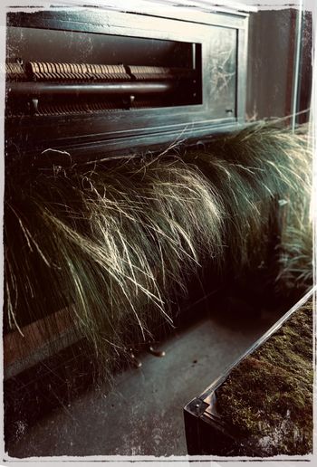 Redesigned Piano with grasses. Jay & Michelle Sparrow
Wedding 2024
