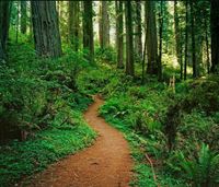 Santa Cruz Mountain Redwood Mandala Retreat