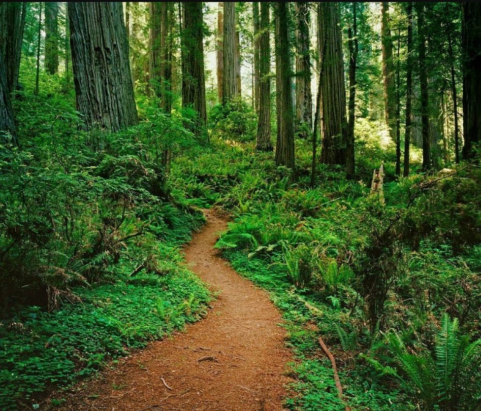 Santa Cruz Mountain Redwood Mandala Retreat• Land of Medicine Buddha