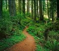 Santa Cruz Mountain Redwood Mandala Retreat for 2• Land of Medicine Buddha
