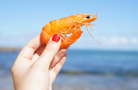Gates County Shrimp Festival
