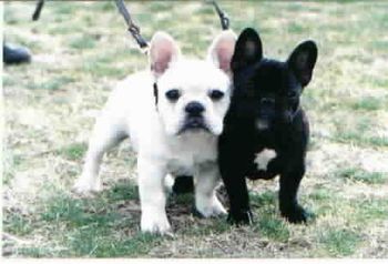 Dash and Pen at 3 months old
