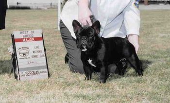 CH. MON PETIT CHOU CARBONIZED INK "CARBON" Litter sisters "Ivy" and "Deli" also finished their Championships. Sire: CH. Mon Petit Chou Dashingly Dam: CH. Mon Petit Chou Pen and Ink DOB: 03/09/02
