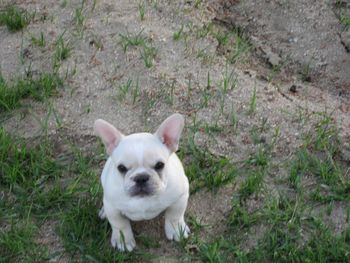 "EVIE" who is now a Champion and will be bred to Chevy in the future
