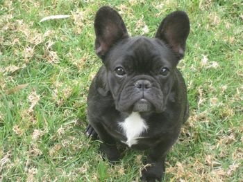 "TALLY" Mon Petit Chou Tally. One of our darling 2008 hopefuls. Sire: CH. Mon Petit Chou of Firefield Dam: CH. Mon Petit Chou Macy Mon Ami
