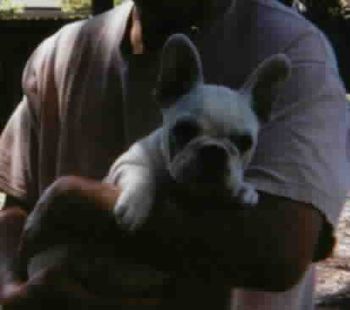 Our darling little honey pied girl "Passion" now living with Donna Culver in Marina Del Rey
