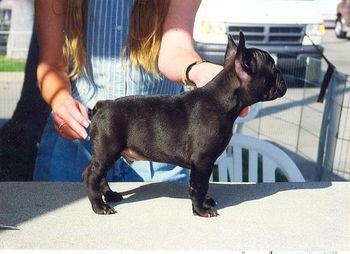 MON PETIT CHOU "ATTICUS" Sire: CH. Mon Petit Chou At MagicTime Dam: CH. Legacy Mon Petit Chou Madeliene What a beautiful puppy!!!!
