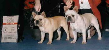 "Sterling" and his Champion brother "Golden Boy"

