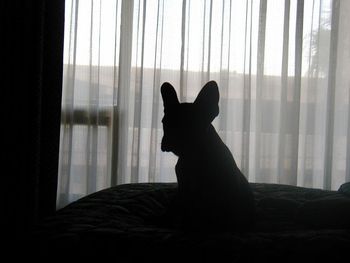 "Valentino" shown in these 5 silhouetted photos at 3-1/2 mos old. We were at the FBDCA National in Sacramento, CA 10/7/05
