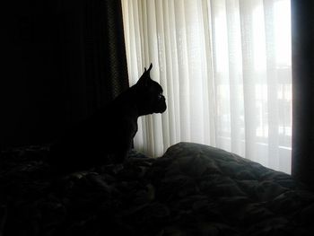 "Valentino" Oh, so serious, but what a cute profile!!
