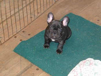 This darling little boy "Stitch" is living with his new family in Corona del Mar
