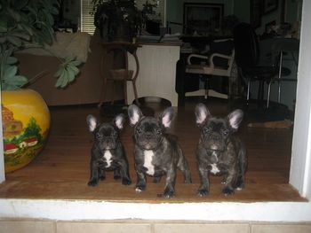 "Tally", "Thomas" and "Tiara" at 9 wks old Sire: CH. Mon Petit Chou of Firefield Dam: CH. Mon Petit Chou Macy Mon Ami
