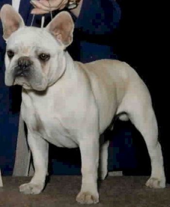 CH. GARDIEN STERLING MON PETIT CHOU Sire: CH. Mon Petit Chou Bing Bang Boom Dam: Gardien De Winther's Legacy DOB: 03/23/99
