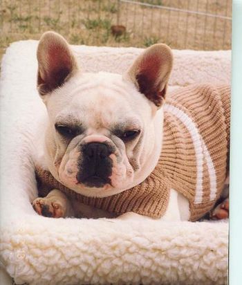 "TUG" in his sweater at the motorhome on a cold day at the dog show. I love that boy . . . .
