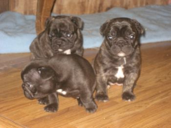 Tally, Thomas and Tiara at 5 wks old. (Chevy x Macy)

