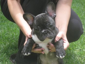 MON PETIT CHOU "DIXIE BROWN" Sire: CH. Mon Petit Chou of Firefield Dam: CH. Mon Petit Chou Macy Mon Ami Owned, loved and spoiled by Sara and Stewart Brown
