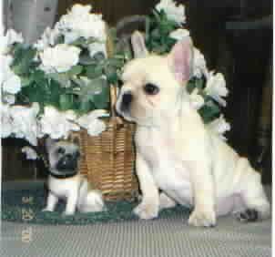 "Mr. Jacob" at 9 weeks old. The cutest guy in town!
