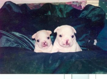 "Summer" and "Mugger" at 3 wks old Sire: CH. NB's Mon Petit Chou Tommy Tug Dam: Mon Petit Chou Gabriella
