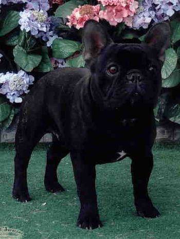 CH. MON PETIT CHOU LE MASON "MASON" He is such a sweet one. Sire: CH. Sympa's Bentley of Pendragon Dam: Mon Petit Chou Francine Breeders: Connie Hughes and Jana Gibbs Owner: Connie Hughes DOB: 02/15/03
