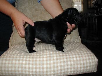 CH. Mon Petit Chou Le Mason "Mason" at 5 weeks old.
