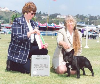 "CARBON" Shown winning Best In Sweepstakes. A very attractive dog.
