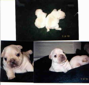 "Tug" babies
