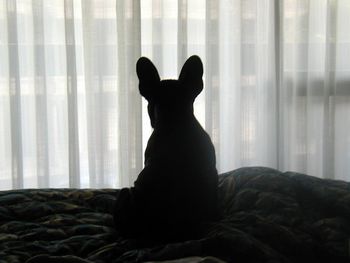 "Valentino" My, what big ears you have!
