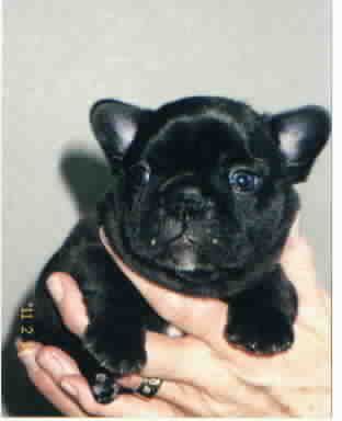 "George" at 3 weeks, a "Boomer" son
