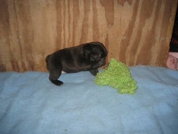 "TALLY" at 5 wks old
