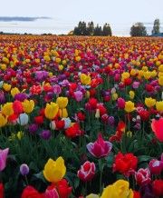 Wooden Shoe Tulip Festival