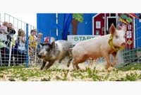 Erin Fall Fair