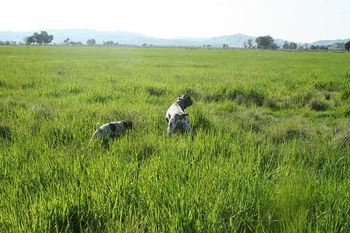 Miley hunting with big brother Blue.

