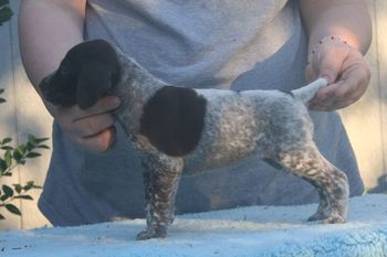 Reba at 5 weeks
