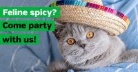 Cinco De MEOW at Pet Supplies Plus 