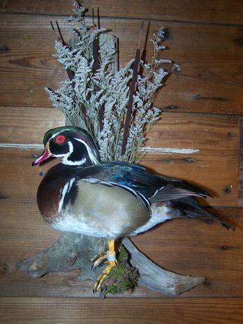 Banded Wood Duck Drake
