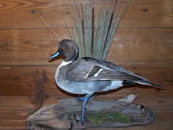 Pintail Drake w/ Leg Extended
