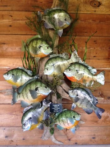 9 Bream
