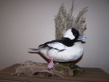 Bufflehead Drake w/ Habitat
