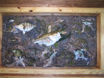 Large Wall Habitat Scene with multiple Replicas

