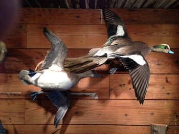 Drake and Hen Widgeon Pair
