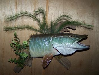 Real Muskie Head Mount
