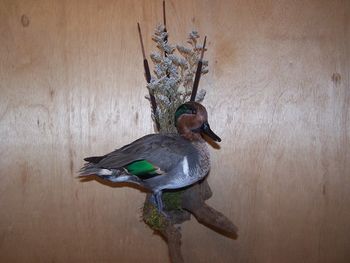 Green Wing Teal Drake Standing
