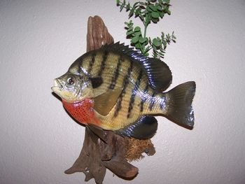 Bluegill Replica w/ Wall Habitat
