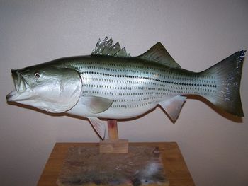 Striper Replica
