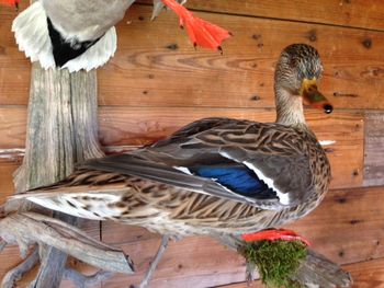 Mallard Hen Sitting
