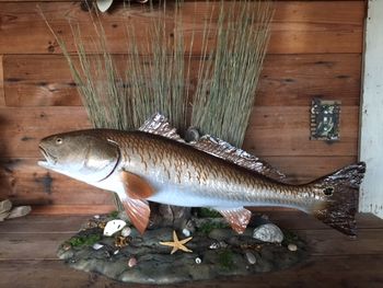 Redfish Table Scene
