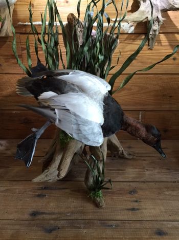 Diving Canvasback
